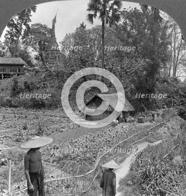 A vegetable garden amidst pagodas, Bhamo, Burma, 1908. Artist: Stereo Travel Co