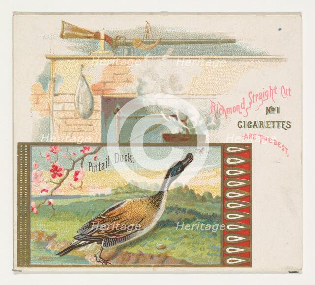 Pintail Duck, from the Game Birds series (N40) for Allen & Ginter Cigarettes, 1888-90. Creator: Allen & Ginter.