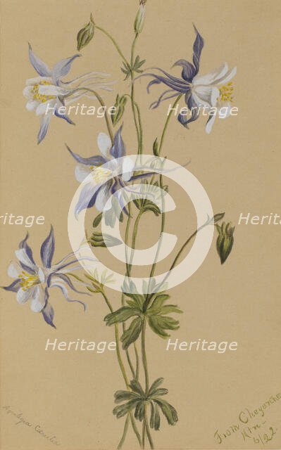 Blue Columbine (Aquilegia caerulea), 1922. Creator: Mary Vaux Walcott.