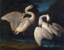 Two Birds, c1730-1740. Creator: Duranti, Giorgio (1683-1768).