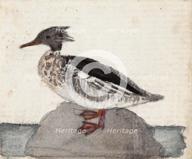 Red-Breasted Merganser, 1831. Creator: Ferdinand von Wright.