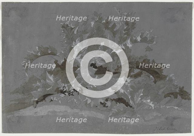 Study of Weeds, 1800-1850. Creator: Jean Antoine Linck (Swiss, 1766-1843).