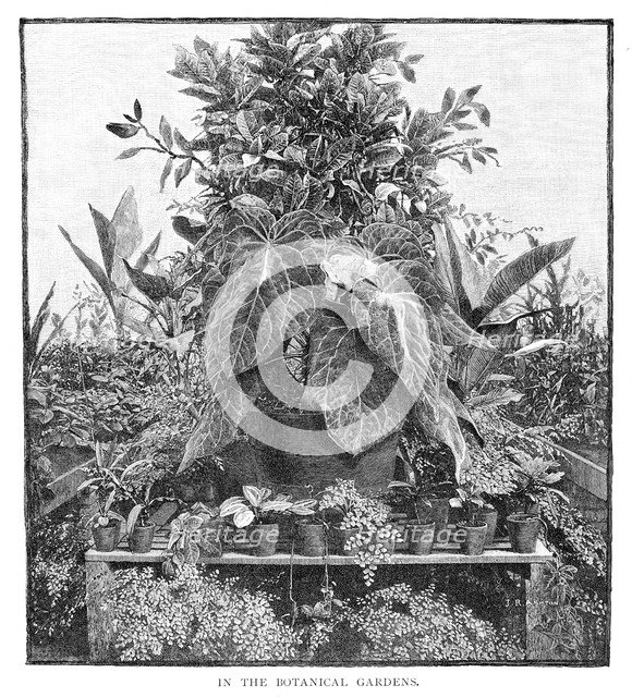 'In The Botanical Gardens', 1886. Artist: Unknown