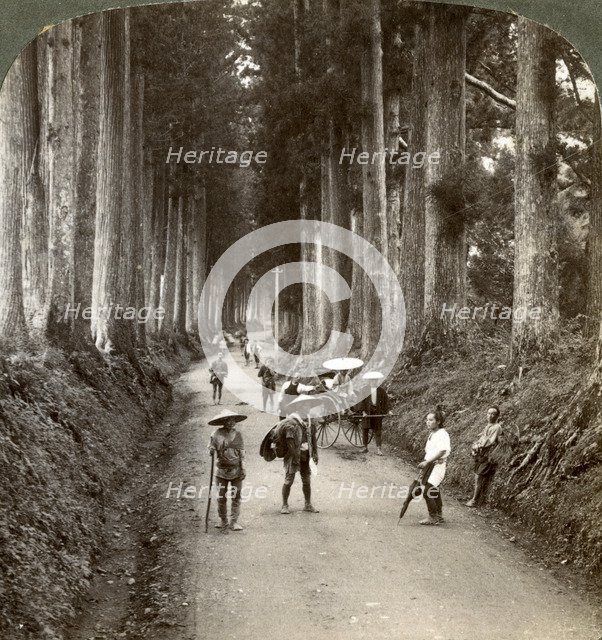 'The groves were God's first temples', avenue of noble cryptomerias at Nikko, Japan, 1904. Artist: Underwood & Underwood