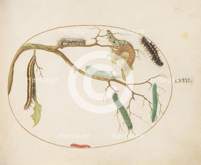 Animalia Qvadrvpedia et Reptilia (Terra): Plate LXVII, c. 1575/1580. Creator: Joris Hoefnagel.