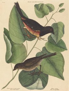 The Towhe Bird (Fringilla erythrophthalma), published 1754. Creator: Mark Catesby.