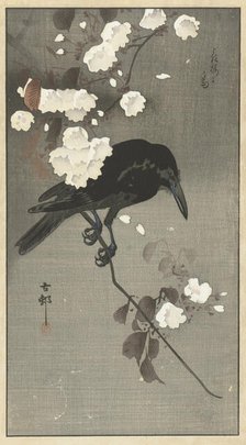 Crow with cherry blossom. Creator: Ohara, Koson (1877-1945).