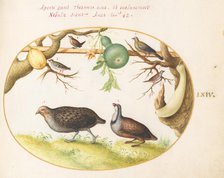 Animalia Volatilia et Amphibia (Aier): Plate LXIV, c. 1575/1580. Creator: Joris Hoefnagel.