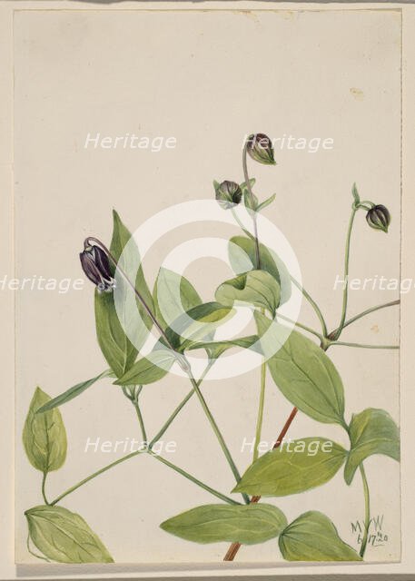 Leather Flower (Clematis viorna), 1920. Creator: Mary Vaux Walcott.