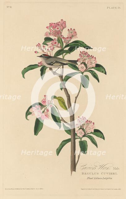 Cuvier's Wren, 1829. Creator: Robert Havell.