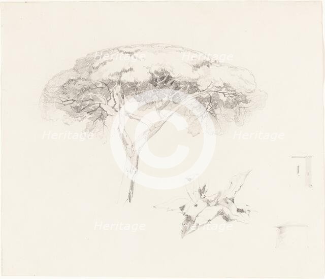 Umbrella Pine and Other Studies, 1839/1845. Creator: Edward Lear.