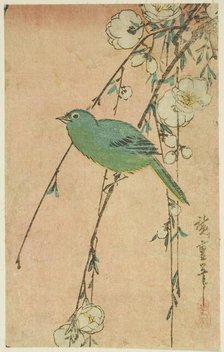 Japanese white-eye and weeping cherry, c. 1830s. Creator: Ando Hiroshige.