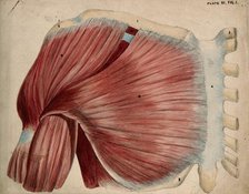 Dissection showing the shoulder and chest muscles: view of the pectoral and the..., 1852-1854. Creator: J.C. Whishaw.