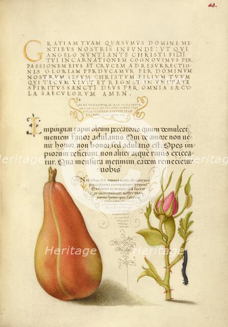 Pear, French Rose, and Caterpillar, 1561-1562; illumination added 1591-1596. Creator: Joris Hoefnagel.