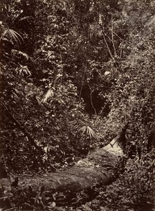 Tropical Scenery, Tropical Forest, 1871. Creator: John Moran.