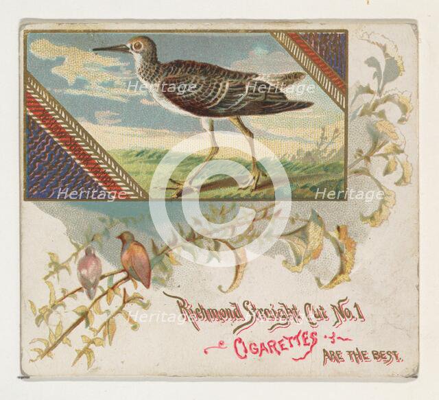 Yellow Shank Tatler, from the Game Birds series (N40) for Allen & Ginter Cigarettes, 1888-90. Creator: Allen & Ginter.