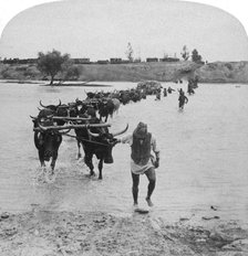 Fording the Modder River, Boer War, South Africa, 15th February 1901.Artist: Underwood & Underwood