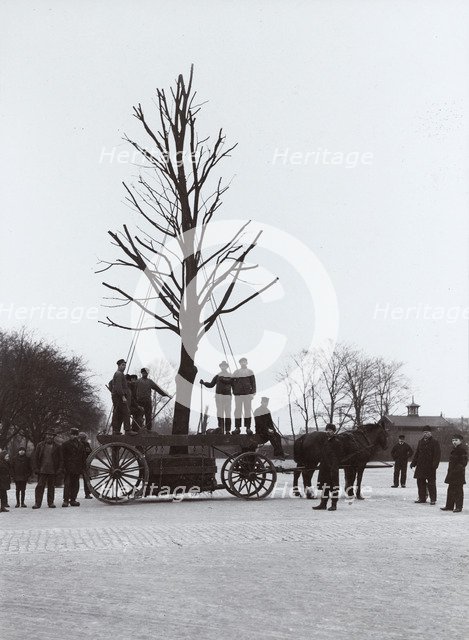 A tree is moved from the railway station to an avenue, Landskrona, Sweden, 1916. Artist: Unknown