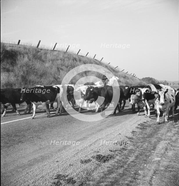Bringing cattle in from the range, Contra Costa County, California, 1938. Creator: Dorothea Lange.