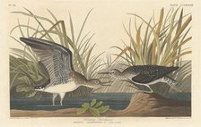 Solitary Sandpiper, 1836. Creator: Robert Havell.