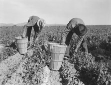Pea pickers, near Niland, Imperial County, California, 1939. Creator: Dorothea Lange.