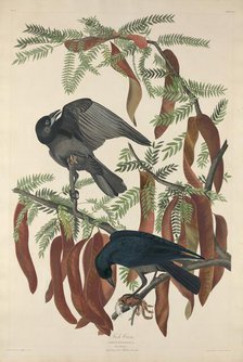 Fish Crow, 1832. Creator: Robert Havell.