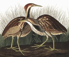 American Bittern, Botaurus Lentiginosus, 1845.