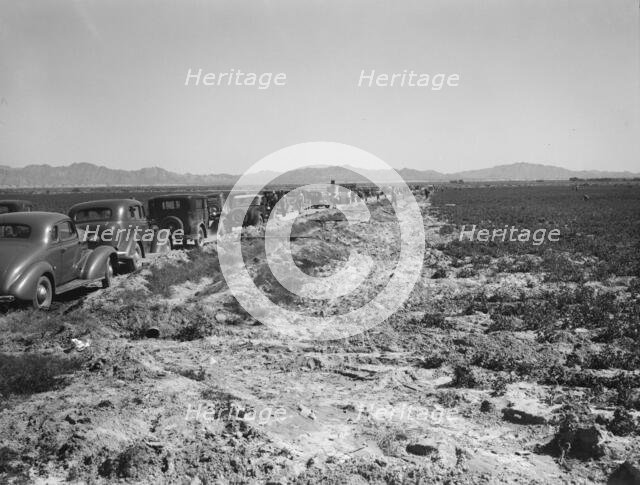 Pea field during harvest on Sinclair Ranch, near Calipatria, Imperial Valley, California, 1939. Creator: Dorothea Lange.