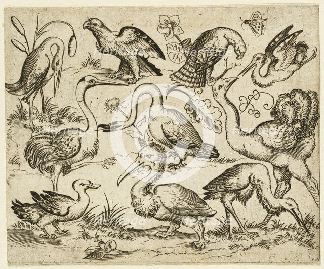Ostrich on left side with nine other birds, including a heron and a pelican..., after 1557.  Creator: Virgil Solis.