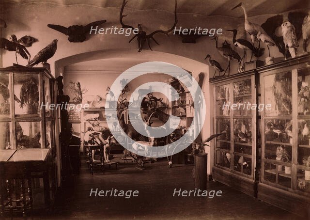 Collection of West Siberian Animals and Plants, 1889. Creator: N Terekhov.