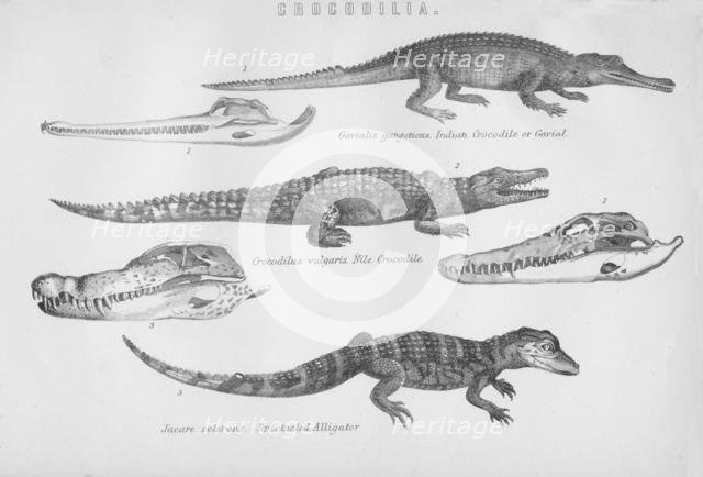 'Crocodilia', 19th century. Creator: Unknown.