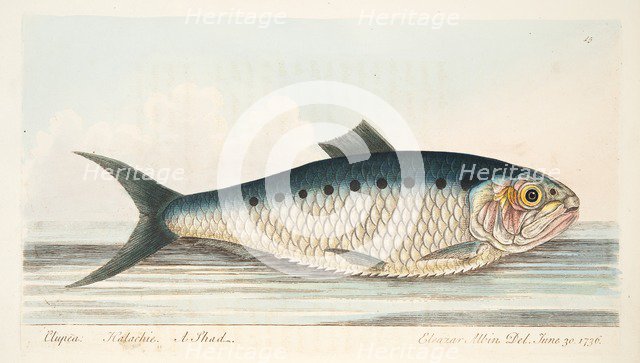 The Shad, from A Treatise on Fish and Fish-ponds, pub. 1832 (hand coloured engraving)