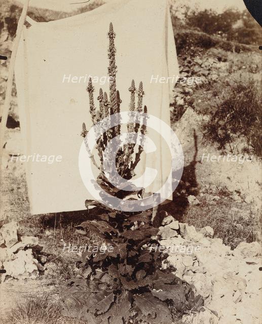 Mullein in Bloom, c. 1897-1899. Creator: Eugène Atget (French, 1857-1927).