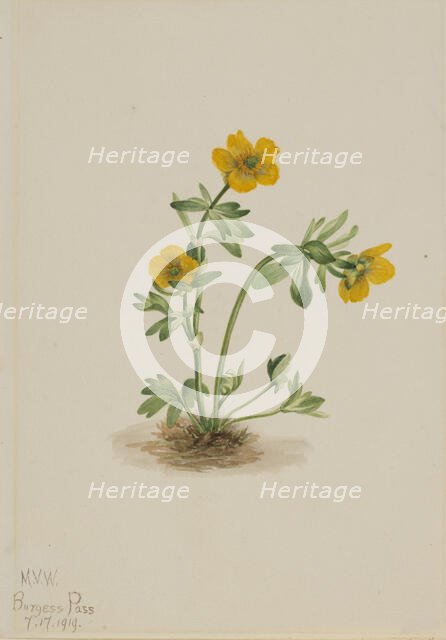Avalanche Buttercup (Ranunculus suksdorfii), 1919. Creator: Mary Vaux Walcott.