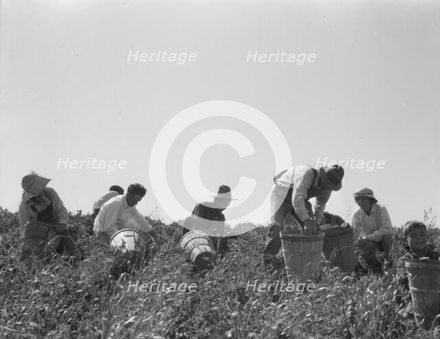 Pea pickers at work, San Luis Obispo County, California, 1938. Creator: Dorothea Lange.
