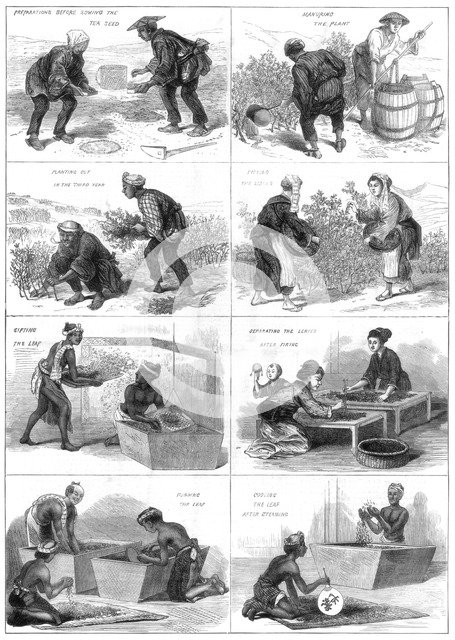 Japanese tea production, 1874. Artist: Unknown