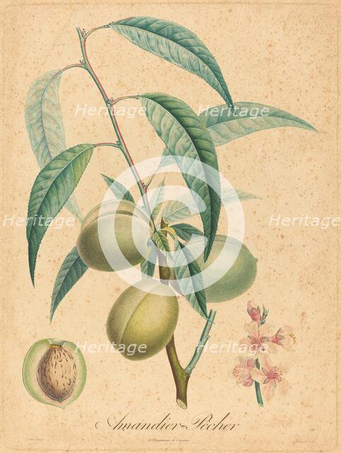 Amandier - Pecher. Creator: Unknown.