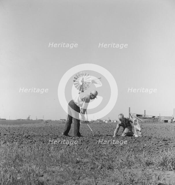 Father and son planting potatoes, outskirts of Salinas, California, 1939. Creator: Dorothea Lange.