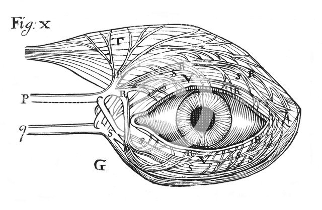 Descartes' idea of the 'hydraulic' action of the nerves, 1692. Artist: Unknown