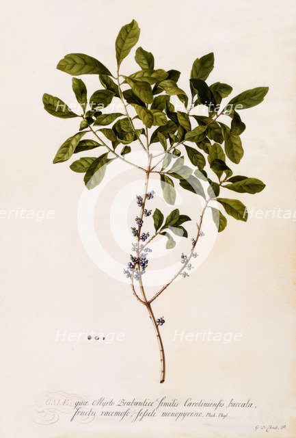 Bayberry or Myrtle. Creator: "Georg Dionysius Ehret (1710 - 70); Ehret, Georg Dionysius (1710-1770)".