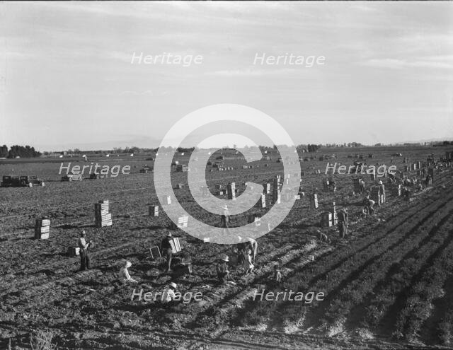 Large scale agriculture, near Meloland, Imperial Valley, 1939. Creator: Dorothea Lange.