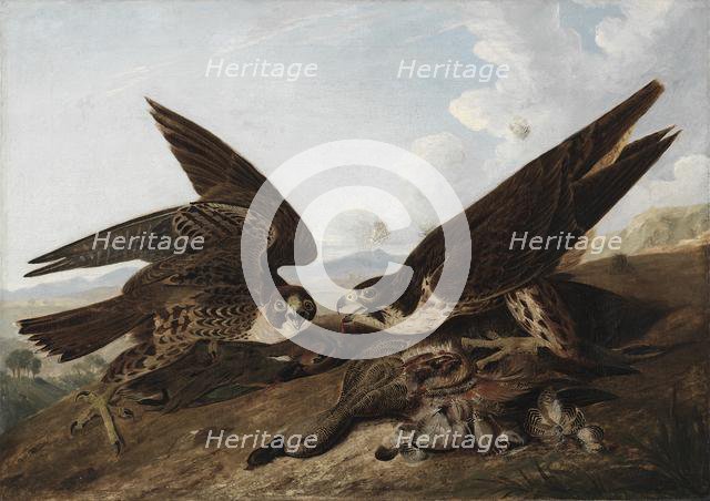 Peregrine Falcons (Duck Hawks), c. 1827. Creator: John James Audubon (American, 1785-1851).