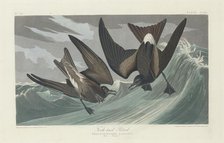 Fork-tailed Petrel, 1835. Creator: Robert Havell.