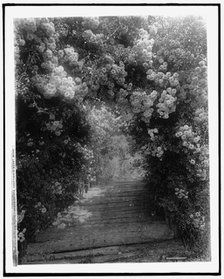 Dorothy Perkins roses, Lawson estate, Dreamwold, Egypt, Mass., between 1910 and 1920. Creator: Unknown.