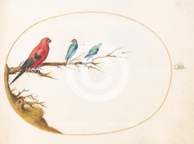 Animalia Volatilia et Amphibia (Aier): Plate LIII, c. 1575/1580. Creator: Joris Hoefnagel.