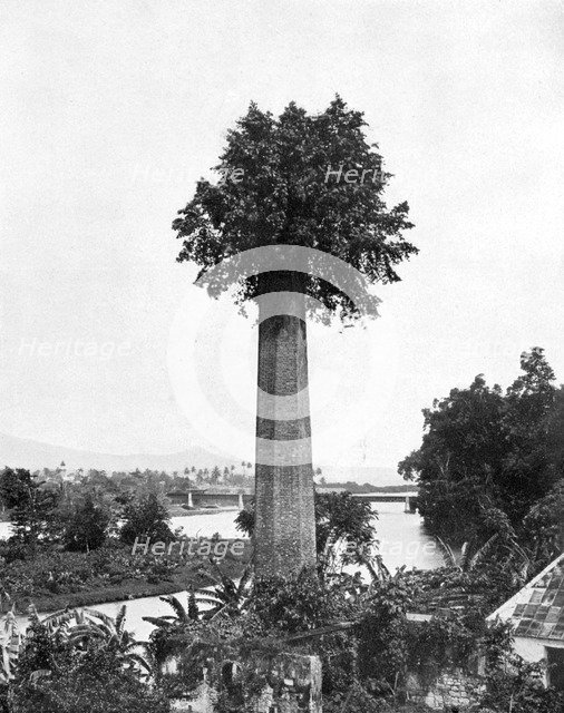 Tree growing out old sugar estate chimney, Jamaica, c1905.Artist: Adolphe Duperly & Son