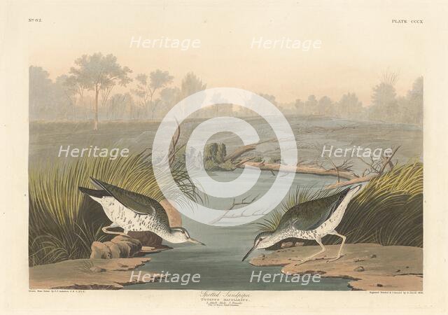 Spotted Sandpiper, 1836. Creator: Robert Havell.