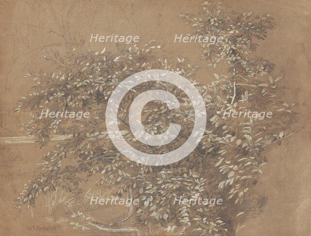 Foliage, late 19th century. Creator: William Trost Richards.