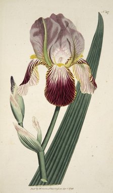 Iris Sambucina (Elder Scented Iris),  pub. 1792 (hand coloured engraving). Creator: English School (18th Century).