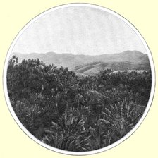 ''La region des <<ravenales>> a Madagascar; Iles Africaines de la mer des Indes', 1914. Creator: Unknown.